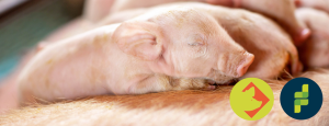 pig microbiome