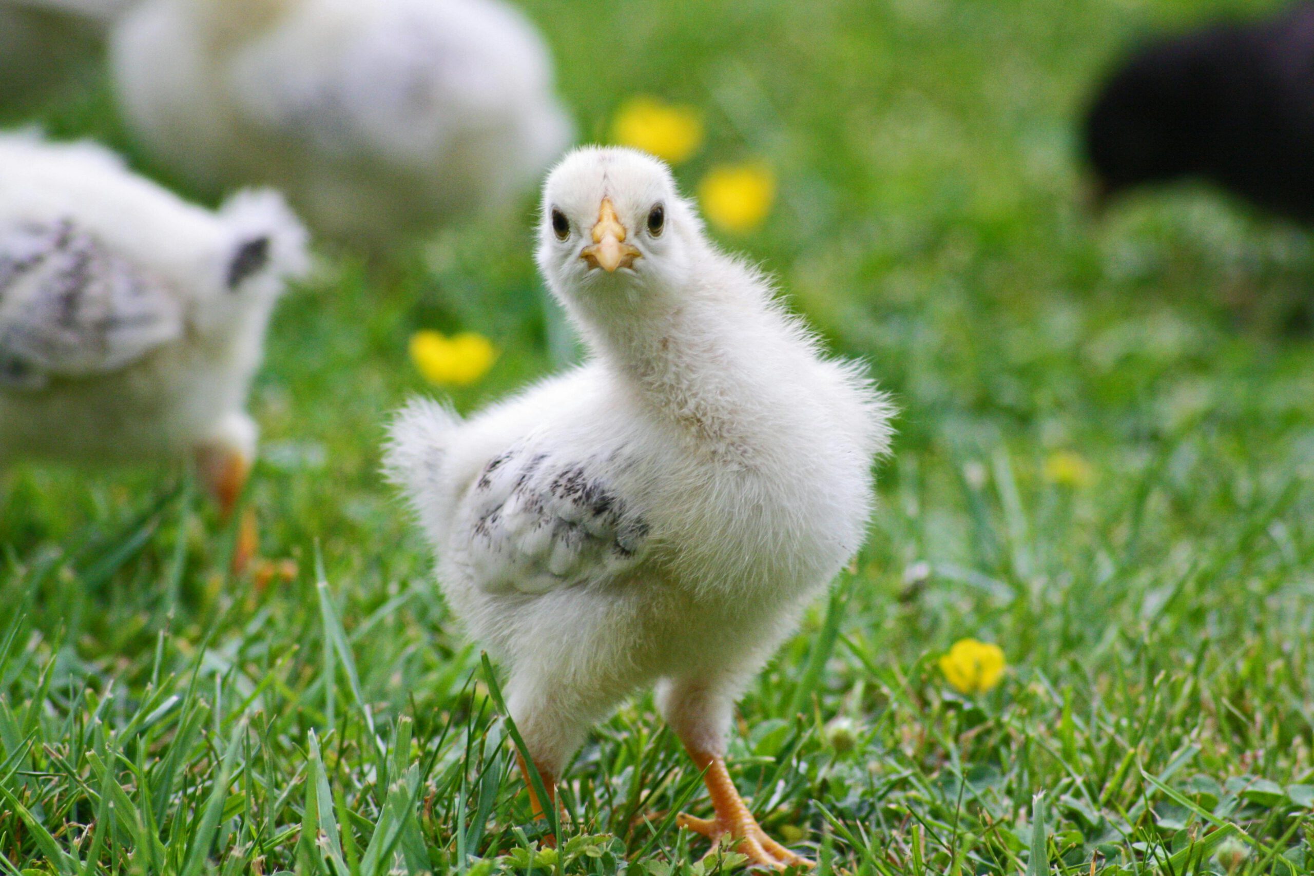chicken in the grass