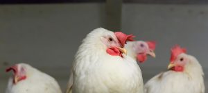 New diagnostic tool for slow-growing broilers